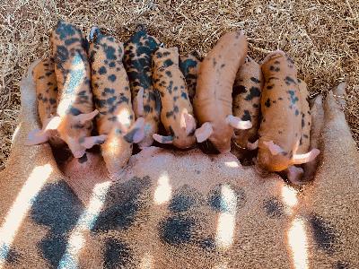 S2.Ep4: Pigs with Clifton Lodge Smallholding