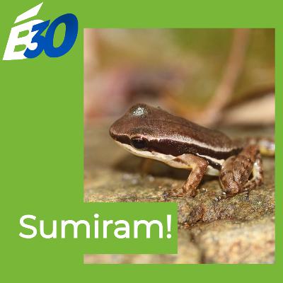 Cadê o sapo que tava aqui?