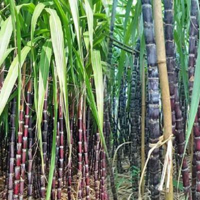 "Hoa mía": Biểu tượng của tình yêu thương