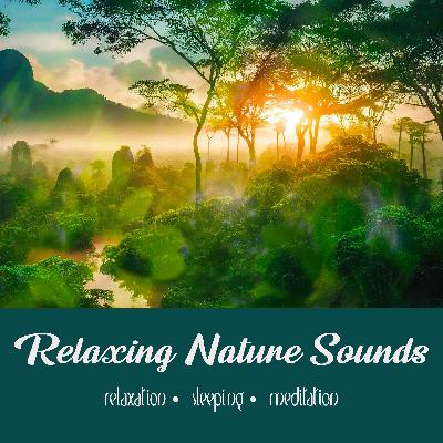 Under the Canopy | 1 Hour