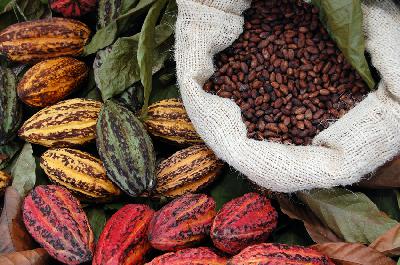 5 Reasons to eat chocolate: The science behind the world's most seductive food 5 Reasons to eat chocolate: The science behind the world's most seductive food