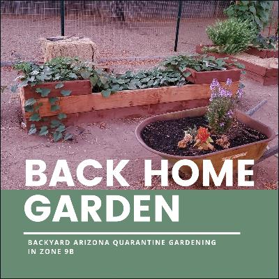 Short intro to the Back Home Garden and Arizona Garden Tour Short intro to the Back Home Garden and Arizona Garden Tour