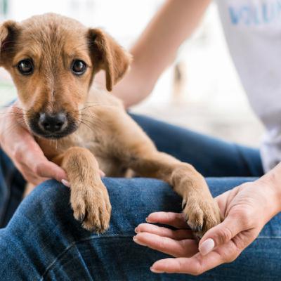 Projetos em Destaque: proteção animal, combate ao stalking, encargos patronais e pequenas propriedades Projetos em Destaque: proteção animal, combate ao stalking, encargos patronais e pequenas propriedades