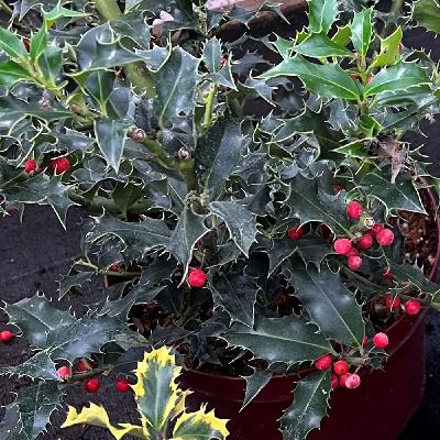 Die Stechpalme Die Stechpalme