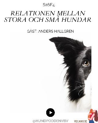 Relationen mellan små och stora hundar – med Anders Hallgren Relationen mellan små och stora hundar – med Anders Hallgren