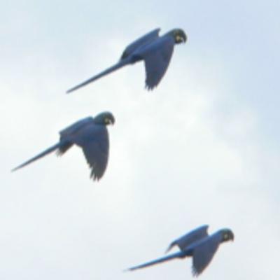 186 Jeremoaba, Brazil - Search for the Lear's Macaw 186 Jeremoaba, Brazil - Search for the Lear's Macaw