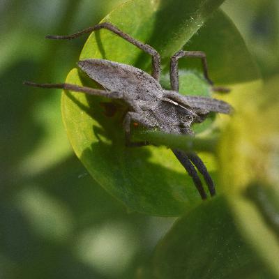 Pisaura, a generous spider - remaster Pisaura, a generous spider - remaster