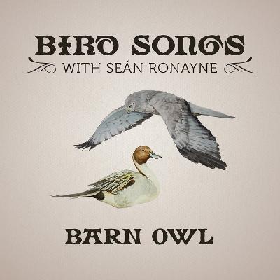 Barn Owl | Bird Songs with Seán Ronayne Barn Owl | Bird Songs with Seán Ronayne