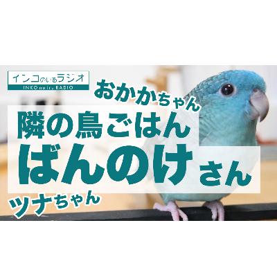 【隣の鳥ごはん】ばんのけさんチの鳥ごはん【インコのいるラジオ】