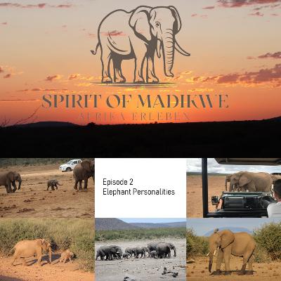 Episode 2 -#elephant personalities