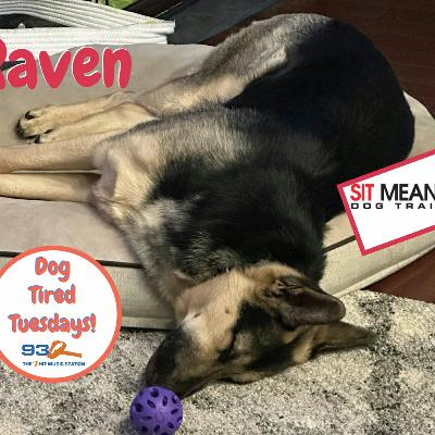 Dog Tired Tuesday