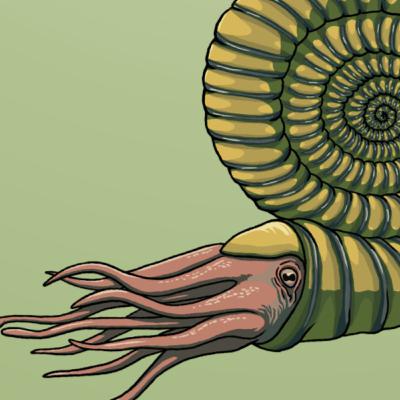 A Surprising Seashell