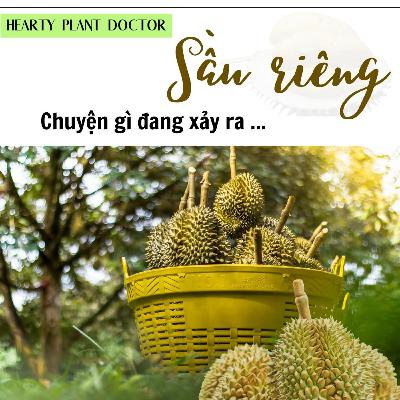 #48_"Sầu riêng" - chuyện gì đang xảy ra ?