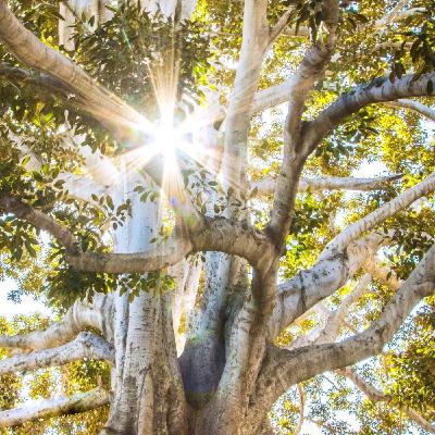 Empowering Women - Root Deep Stand Strong Branch Out Empowering Women - Root Deep Stand Strong Branch Out