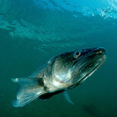 Fische an Land – Aquakultur und die Rettung der Meere Fische an Land – Aquakultur und die Rettung der Meere