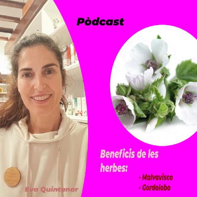 Propiedades curativas de las hierbas Malvavisco i Gordolobo con la nutricionista Eva Quintanar