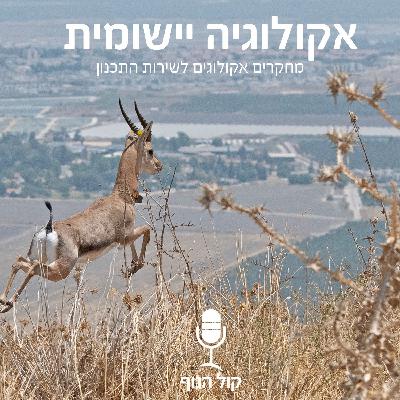 אקולוגיה יישומית- מחקרים אקולוגים לשירות התכנון