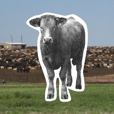 The Beef with Beef: How It’s Affecting Our Bodies and the Planet