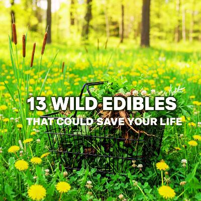The Backyard Supermarket: 13 Wild Edibles That Could Save Your Life
