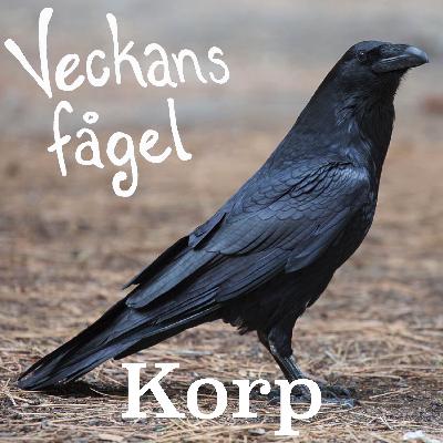 Korp