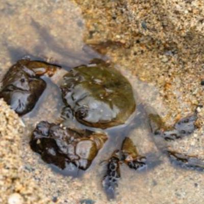 【第五十三考】美味で珍味なモクズガニ