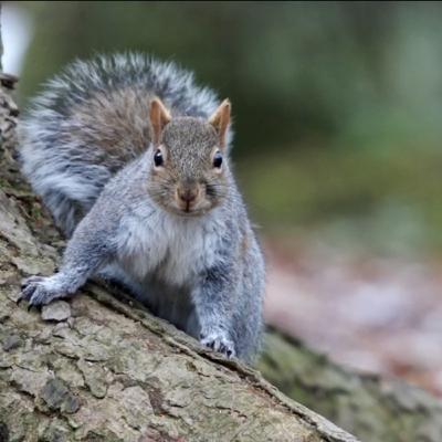 Squirrels entering home. Proactive things to look for.