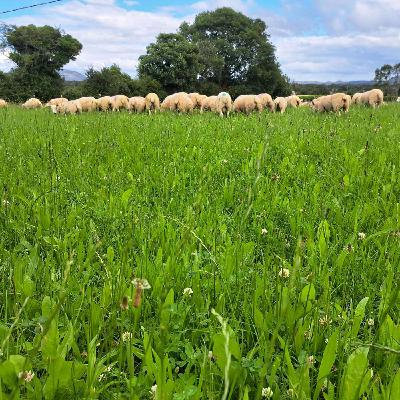 Multispecies swards add the finishing touch on Sligo farm