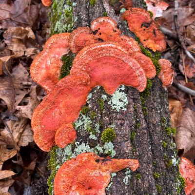 Mostly Good Environmental News Episode 3 Mostly Good Environmental News Episode 3