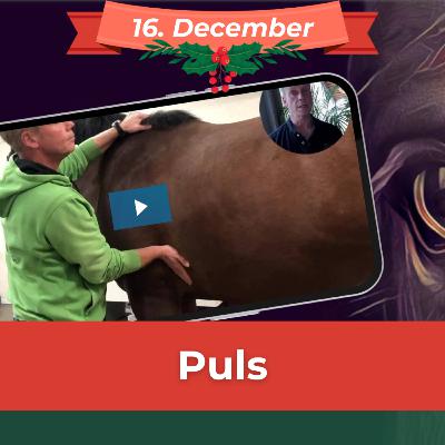PULS (16. dec) Bliv i stand til at opdage, når hesten har ondt
