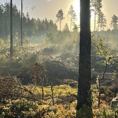 Konsten och skogen möts i samtal och dialog