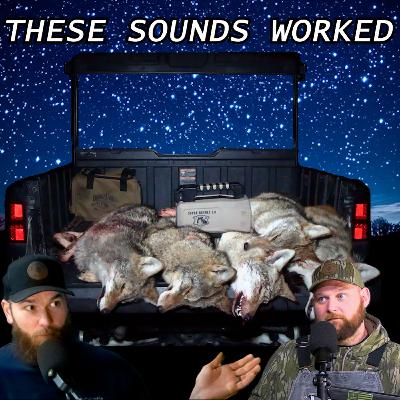 How We Called In 5 Coyotes During Breeding Season