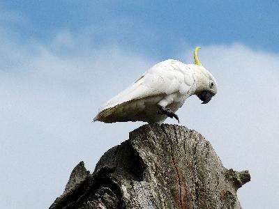 People and Wildlife Sharing Urban Landscapes