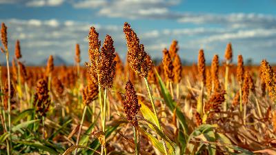 Sorghum Industry Facing a Glut of Sorghum Sorghum Industry Facing a Glut of Sorghum