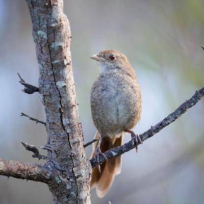 E20 - Birds without borders