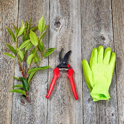 Best Fruit Tree Pruning Tools