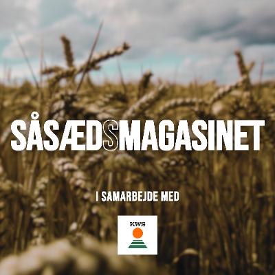 Såsædsmagasinet 2025 - Oktober: Sortsvalg i majs, og hybridrug som ensilage