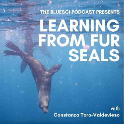 Learning from fur seals, with Constanza Toro-Valdivieso