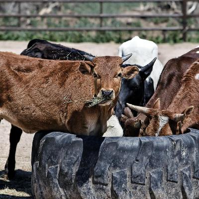 Inseminación artificial y mejoramiento genético en Colombia Inseminación artificial y mejoramiento genético en Colombia