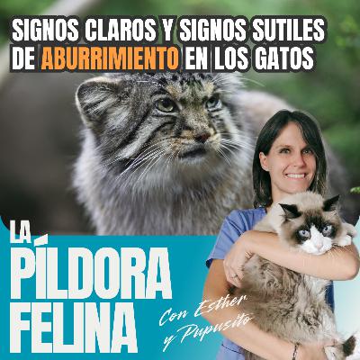 614. Signos claros y signos sutiles de ABURRIMIENTO en los gatos
