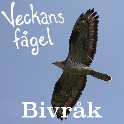 Bivråk