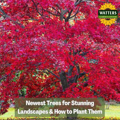 🏡 Newest Trees for Stunning Landscapes and How to Plant Them