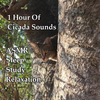 1 Hour Of Chirping Cicadas
