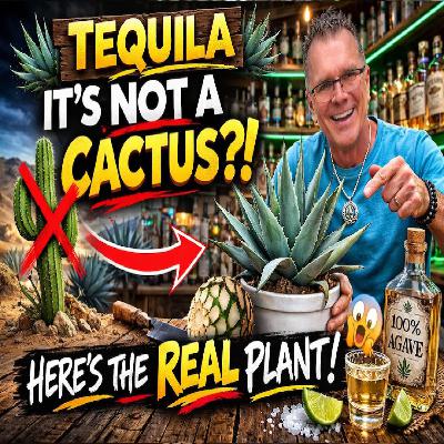 Tequila Isn't Made From Cactus Tequila Isn't Made From Cactus