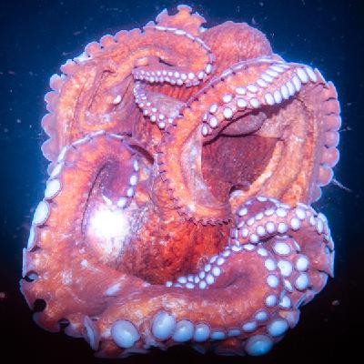 主权“外包”的日本,诞生了怎样的反战反核摄影艺术 主权“外包”的日本,诞生了怎样的反战反核摄影艺术