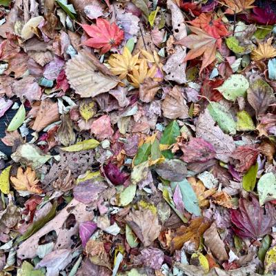 Cool Ranch Discos 11.23.25 | VISLA FM