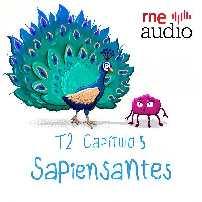 Sapiensantes - T2. E5. ¿Por qué los pavos reales tienen la cola así?