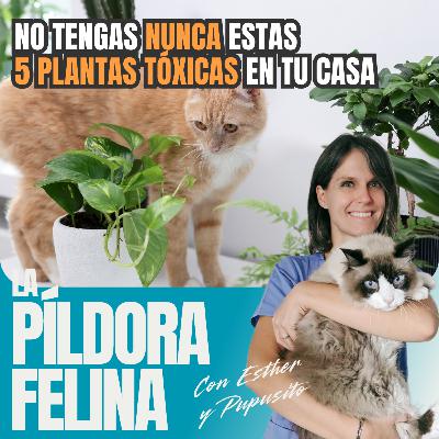 602. No tengas NUNCA estas 5 PLANTAS TÓXICAS en tu casa