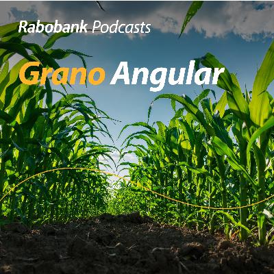 Maíz sube en EEUU y cae marginalmente en México Maíz sube en EEUU y cae marginalmente en México