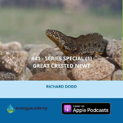 #41 Series Special (1) - Great Crested Newt