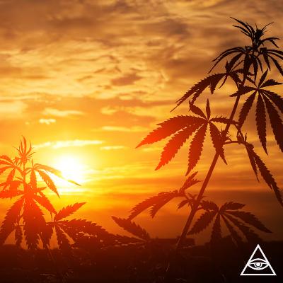 Querem que a maconha continue proibida Querem que a maconha continue proibida